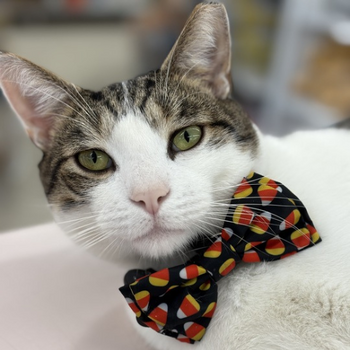 Store Cat