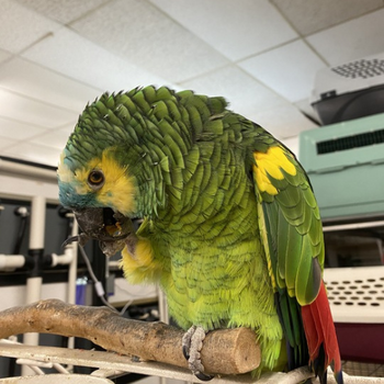 Store Parrot (Blue Fronted Amazon)