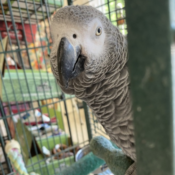 Store Parrot (African Grey)
