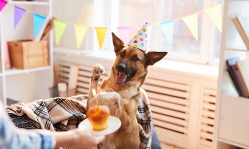 Dog celebrating birthday