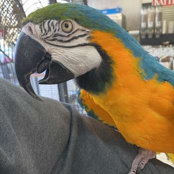 Store Parrot (Blue and Gold Macaw)