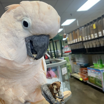 Store Parrot (Cockatoo)