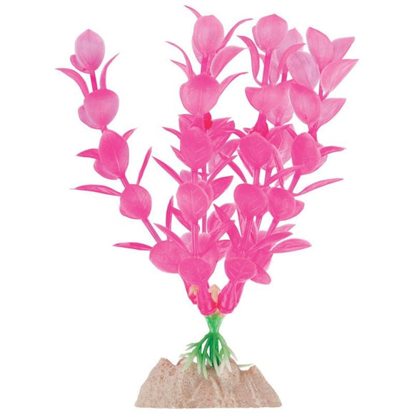 GLOFISH PLANT