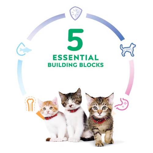 Hill's Science Diet Kitten Chicken Recipe Dry Food