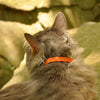 Coastal Pet Products ElastaCat Reflective Safety Stretch Collar with Reflective Charm